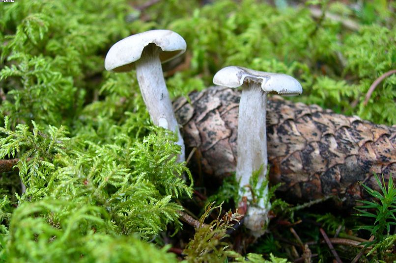 La foresta subalpina di Les breuleux  (CH)